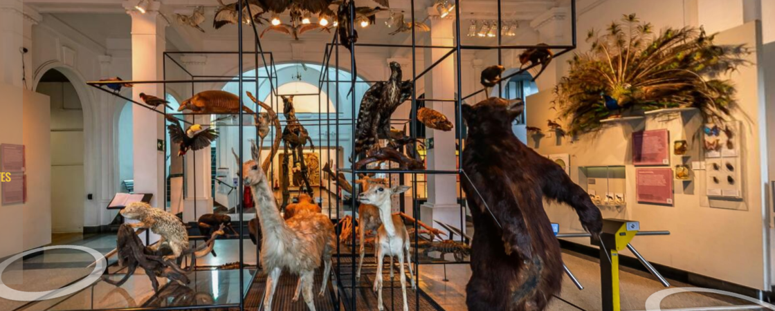 Imagem da página inicial do Museu Virtual de Zoologia da USP